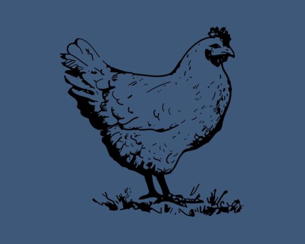 Blanc de poulet tranché